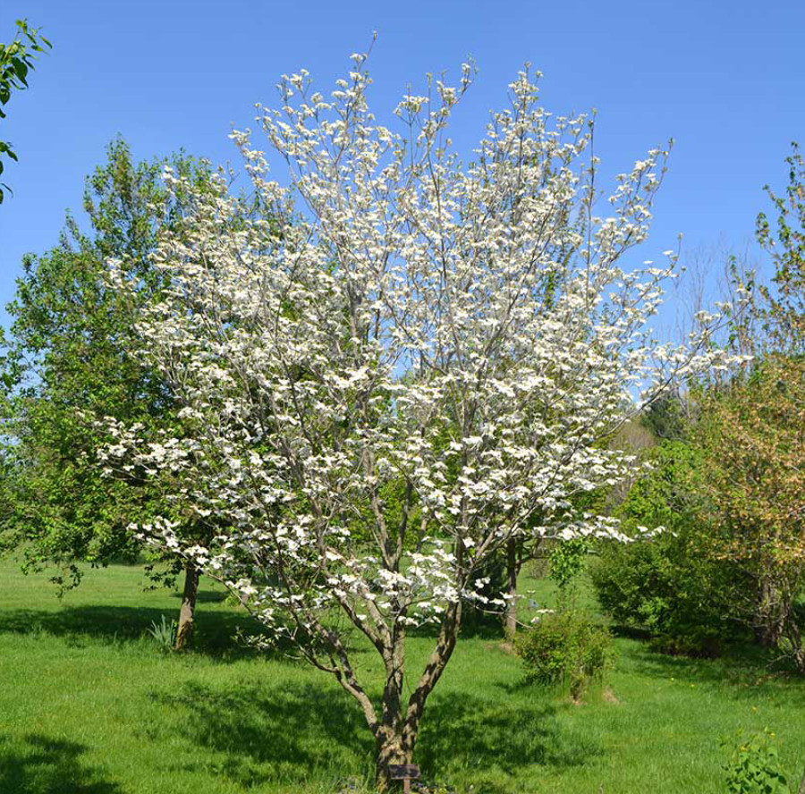 White Flowering Dogwood Tree, Live Plant, Qt Pot, 10–16” Tall, No Ship AK, HI,PR