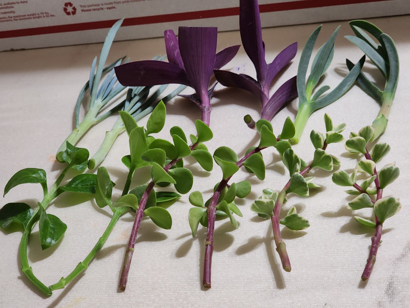 12 Piece Assorted Lot Of Live Plants (6 Kinds x 2 of Each)for Rooting
