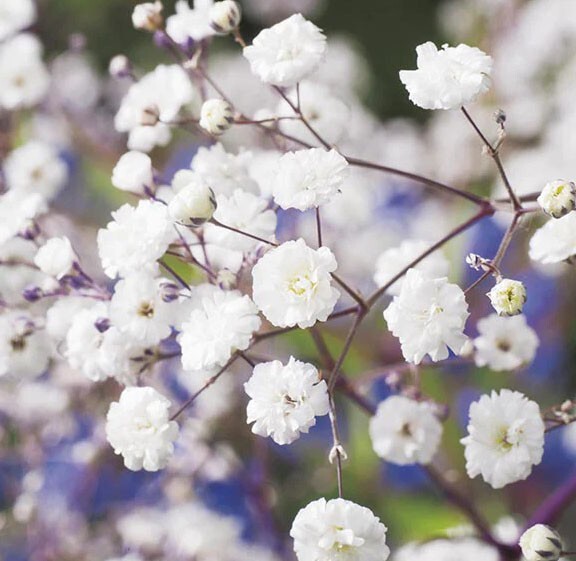 Baby’s Breath SNOWFLAKE North American Perennial Cut Flowers Non-GMO 200 Seeds!