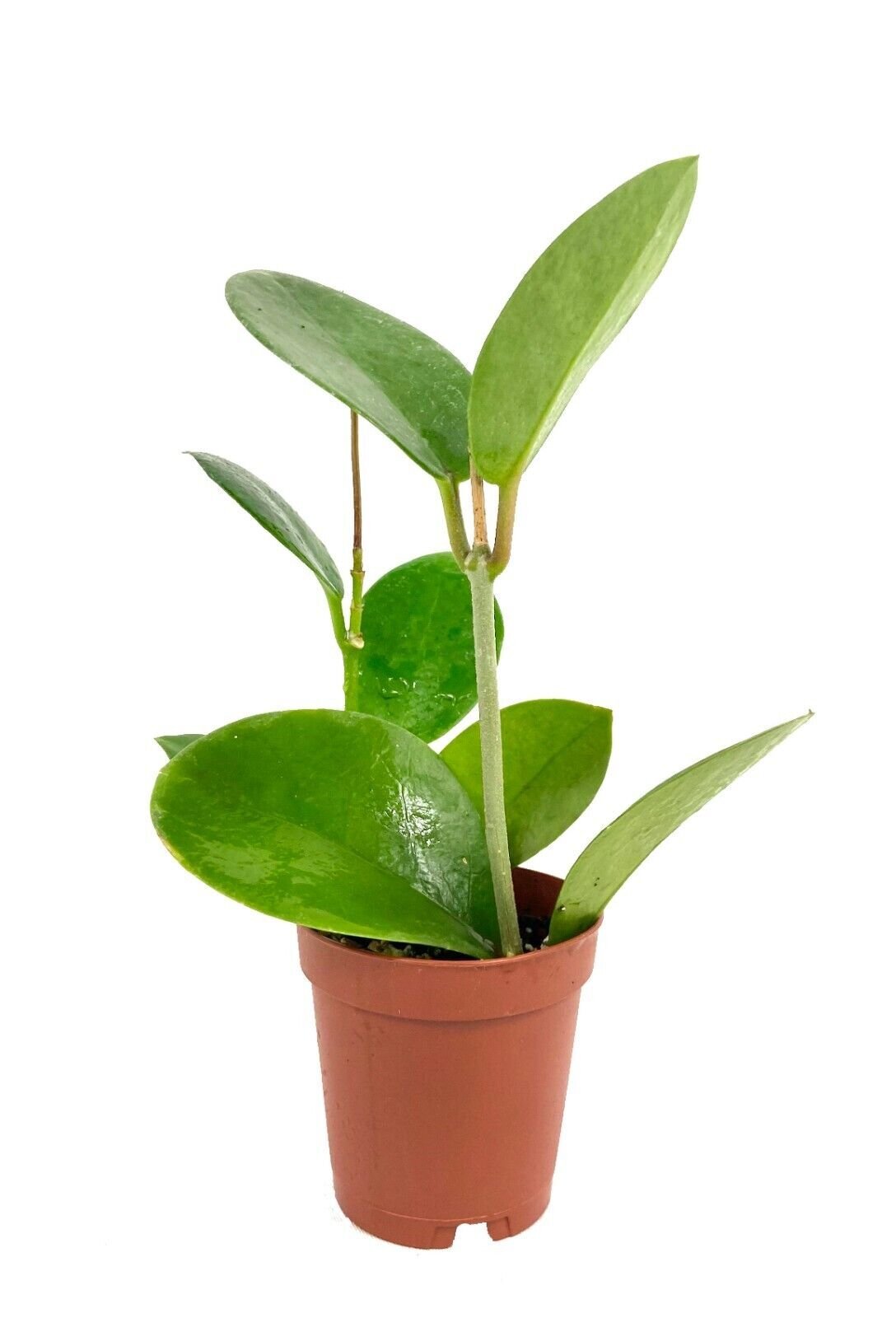 Hoya Australis – Live Plant in a 2 Inch Pot – Beautiful Vining Indoor Houseplant