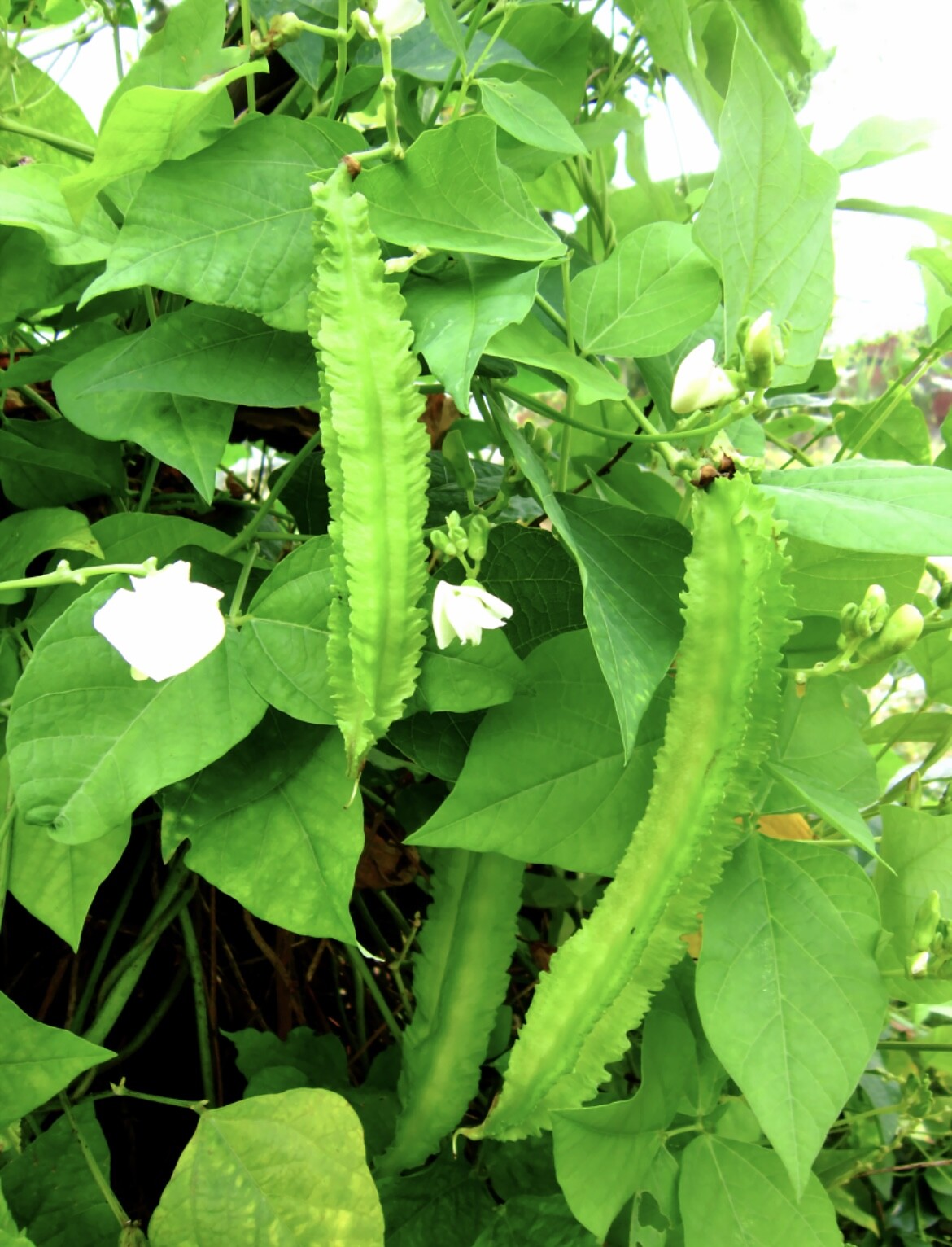 Rau Ram/ Dragon Bean- Okra/ Vietnamese basil/Sung thao-Japanese/Chine artichoke