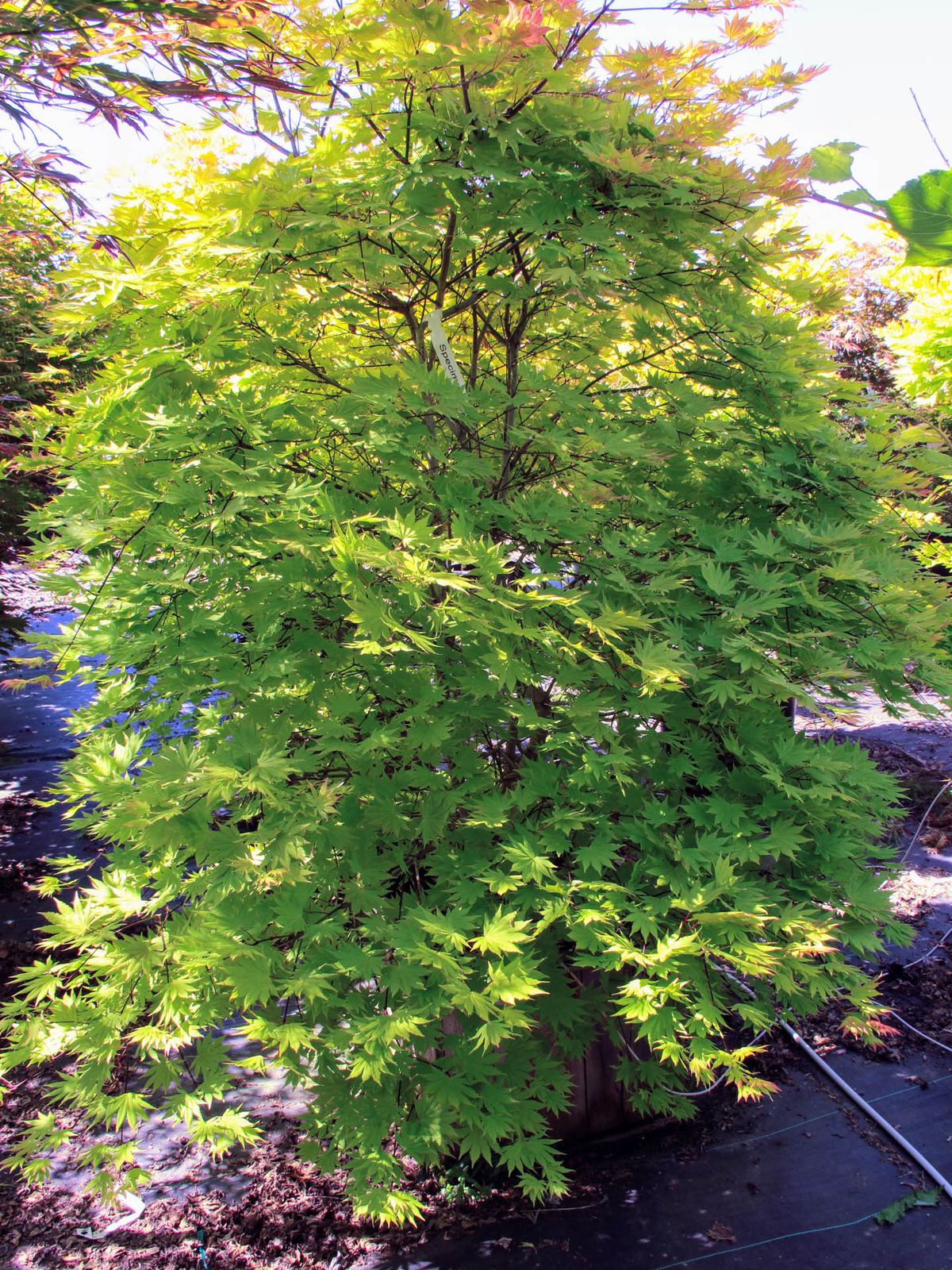 Acer shirasawanum ‘Autumn Moon’ – Full Moon Maple *Live Plant