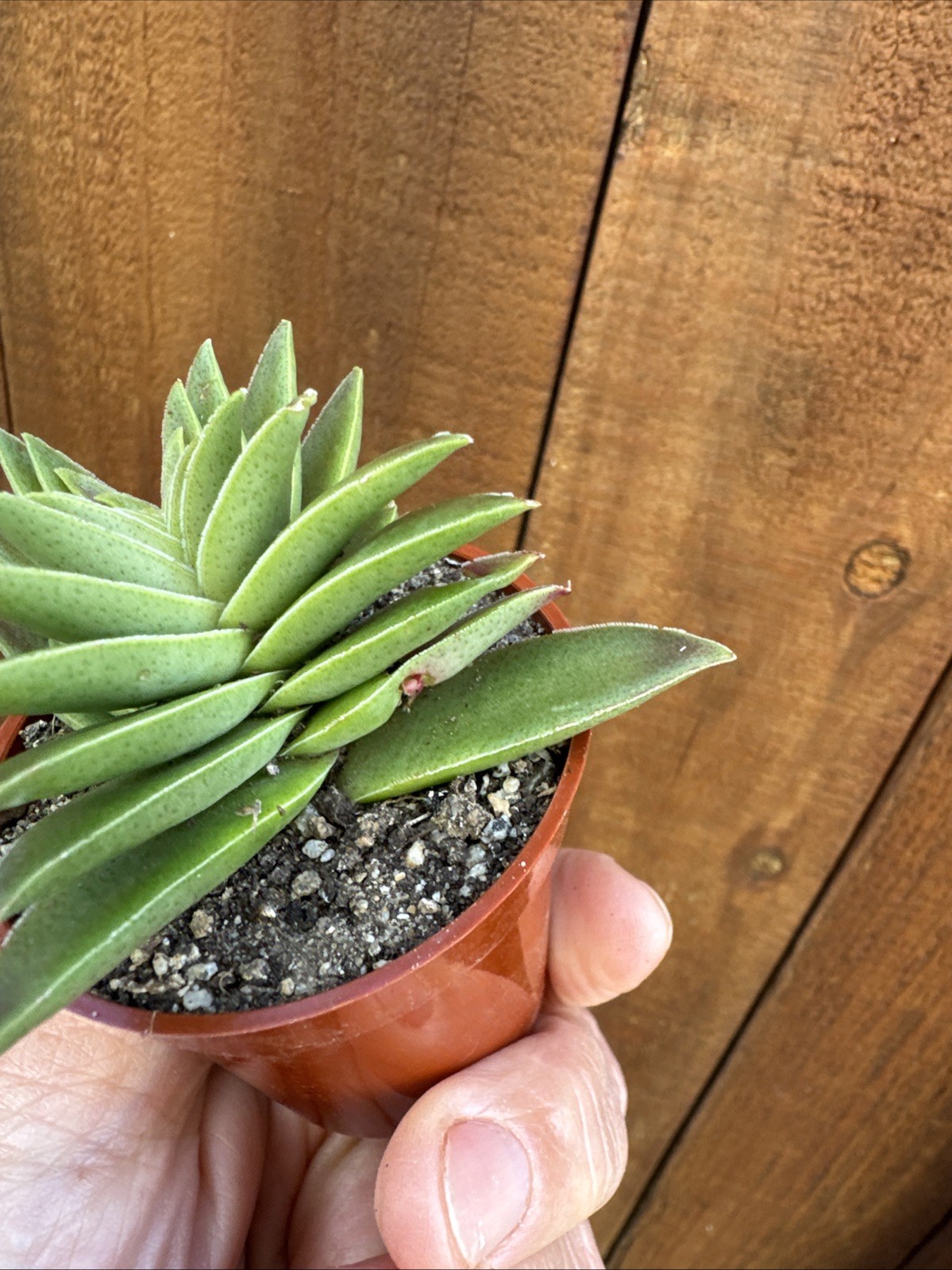 Crassula Capitella “Campfire” – Live Succulent – Rooted Plant