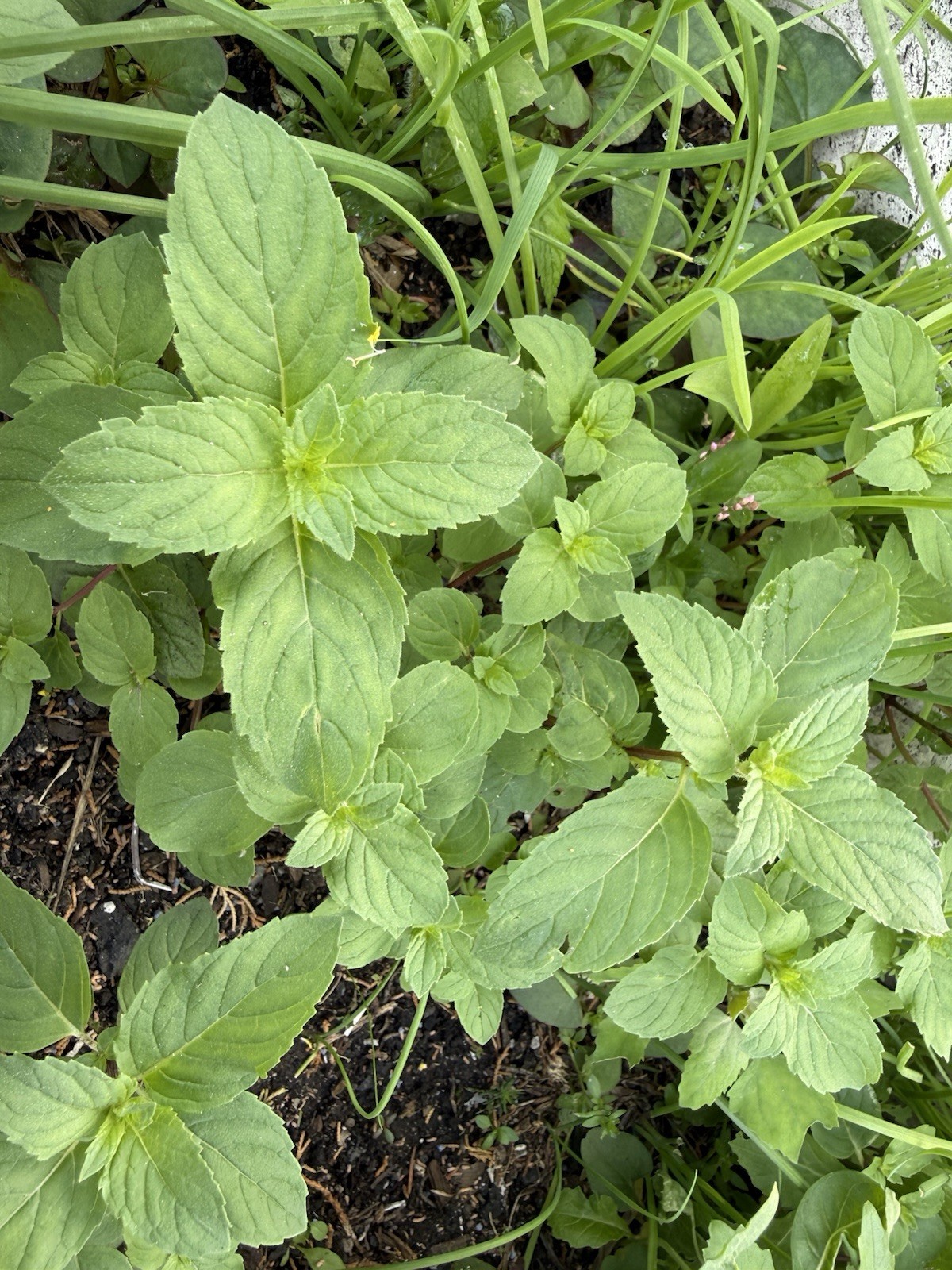 5 Live Peppermint edible aromatic herb plants bare roots healthy herb plants