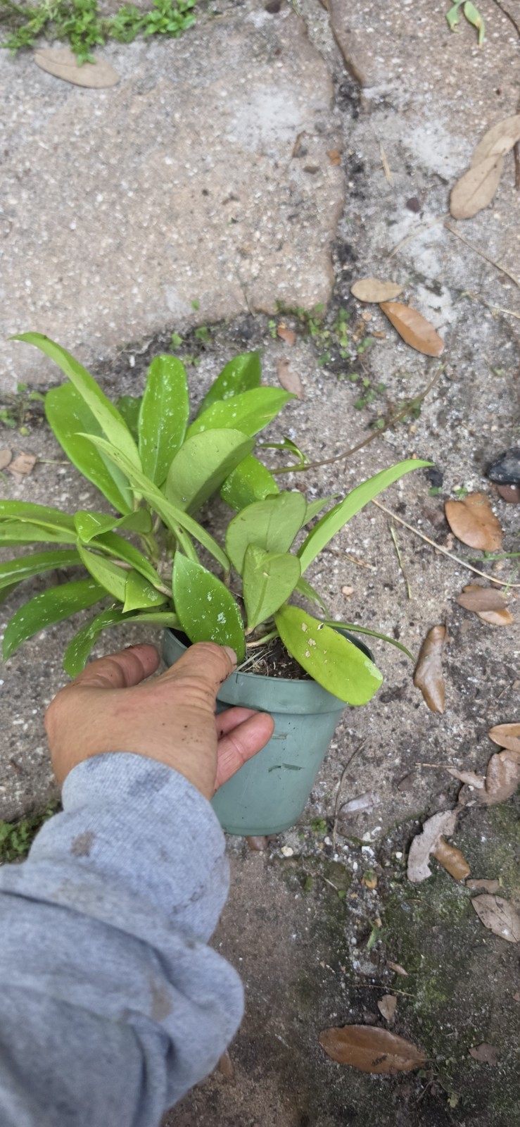 Well Rooted Hoya Pubicalyx Wax Plant In 5 Inches Nursery Pot