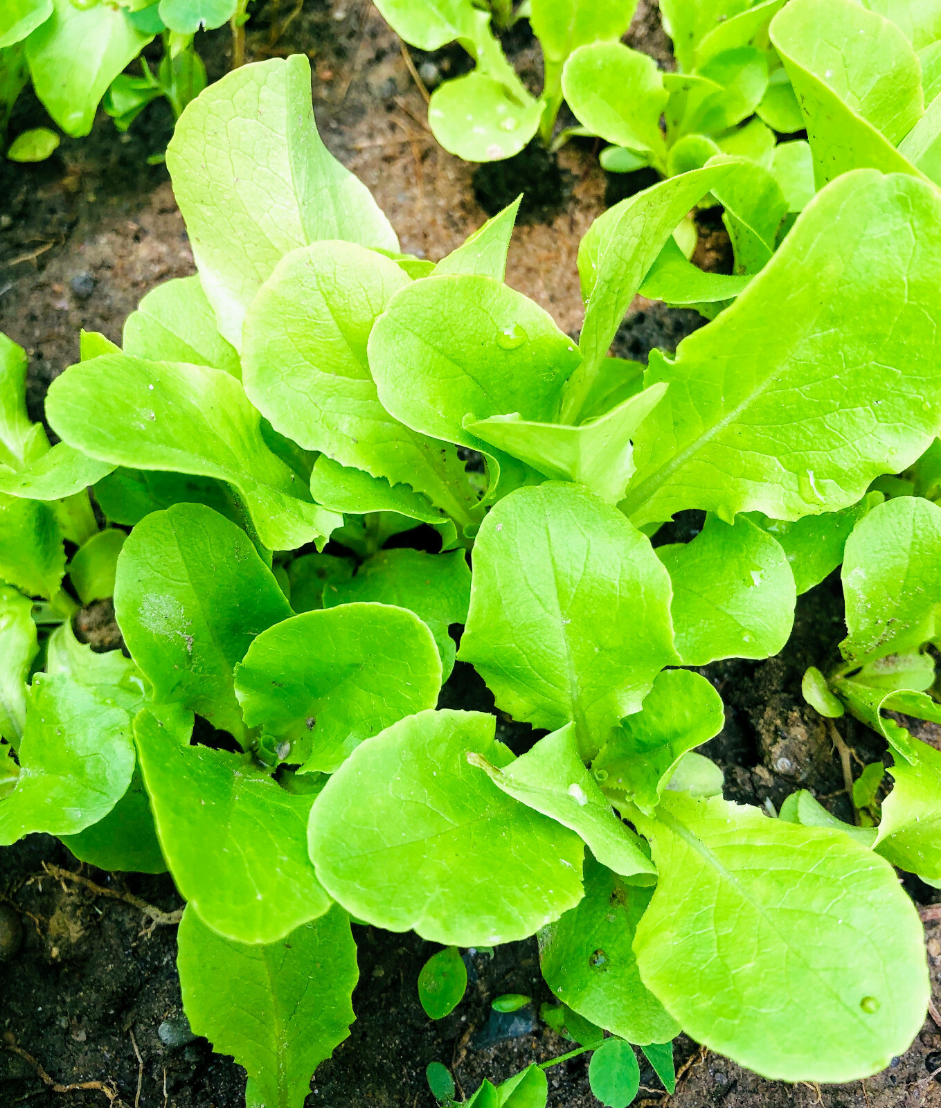 1000 Buttercrunch Butterhead Lettuce Vegetable Seeds Butter Head Container, Yard