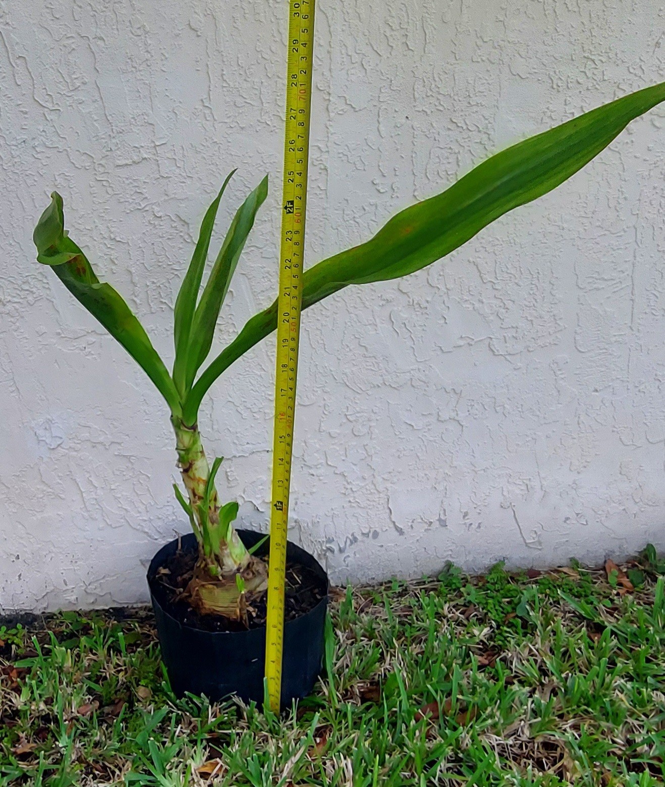 Giant White Lilly Spider Crinum Asiaticum Live Indoor Outdoor Large 24″ Plant