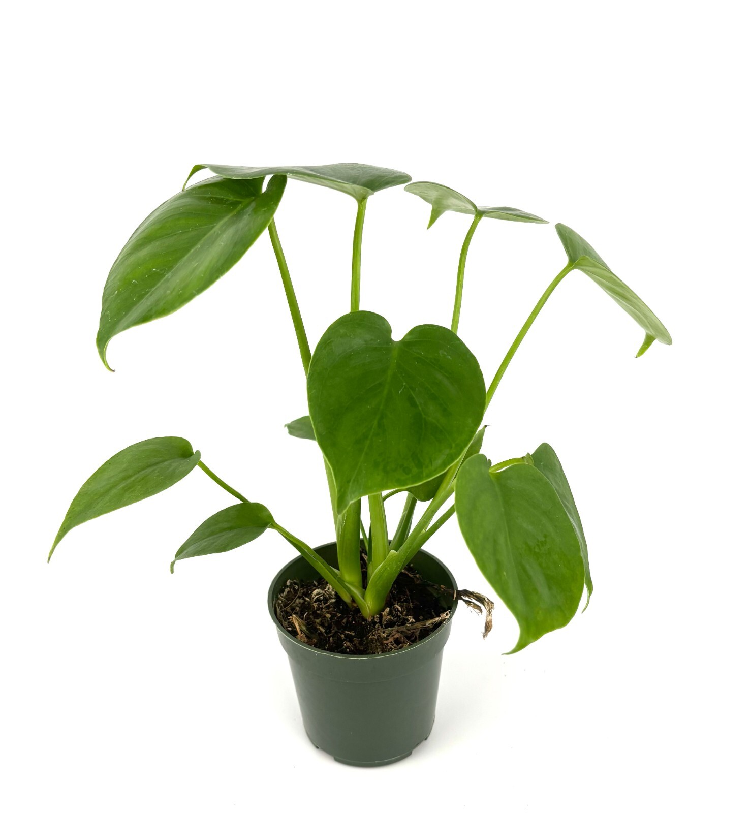 Monstera Deliciosa 12″ Tall Easy Air Purifying Houseplant, 4” Pot
