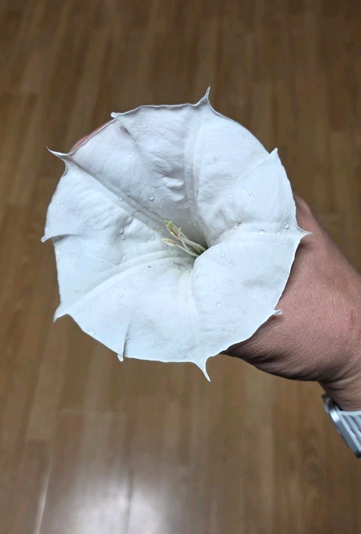 Datura wrightii plant seeds moonflower bush type flowers