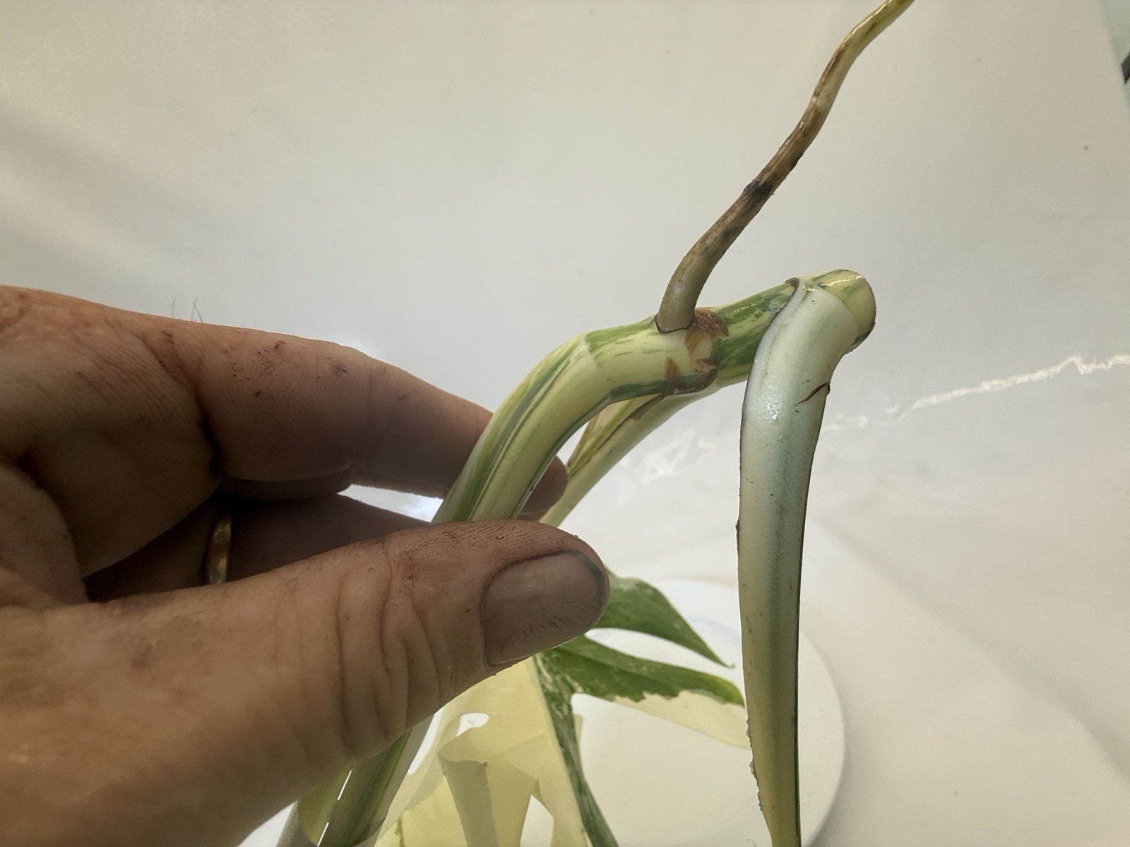 Monstera Albo top cutting EBAY-2606-101