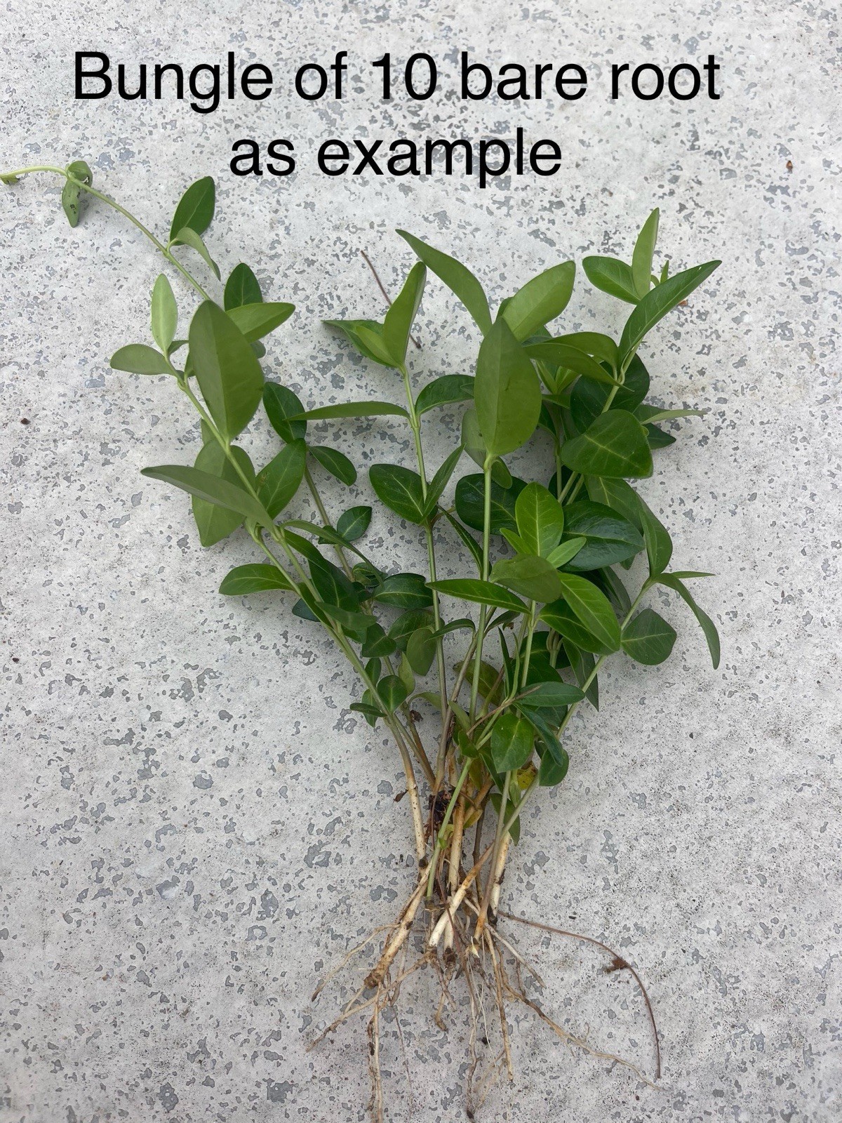 100+Vinca Minor Periwinkle Creeping Myrtle~Live Plants~evergreen Ground Cover