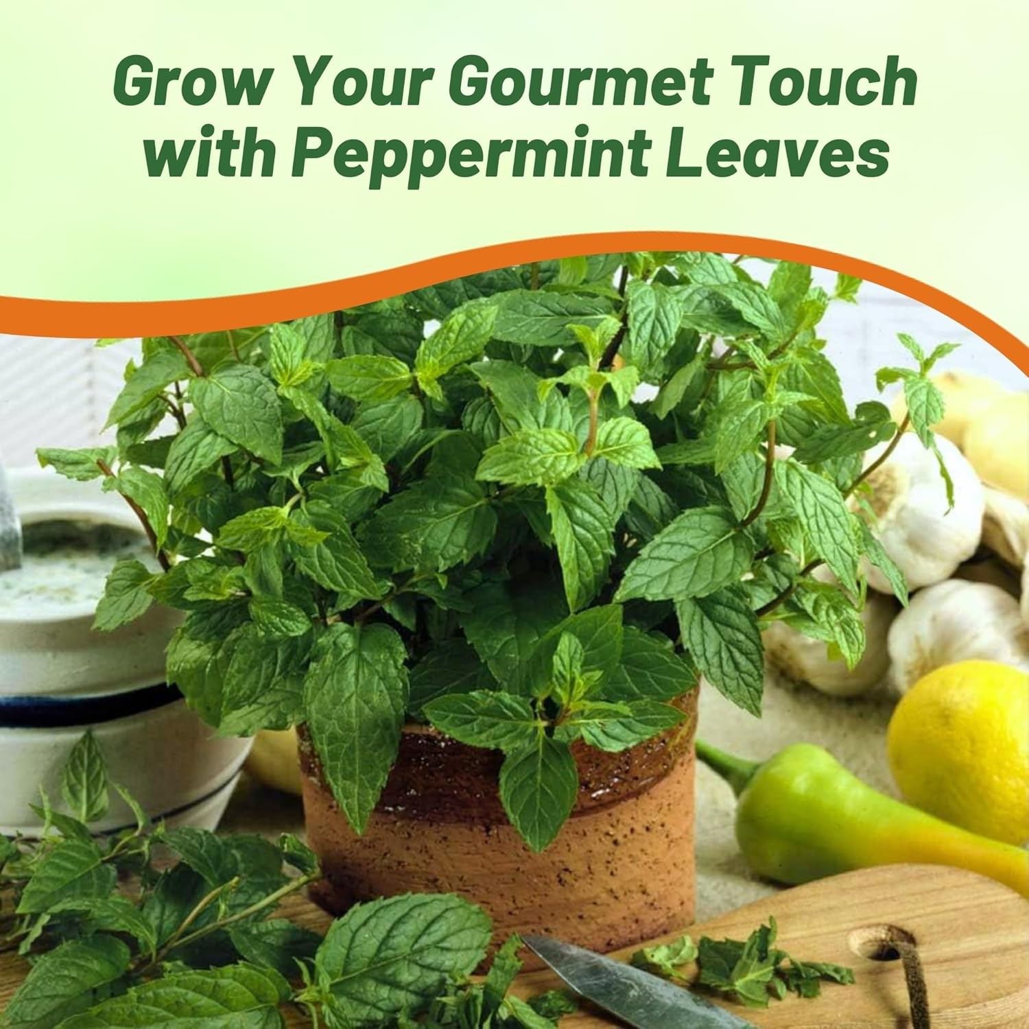 5000 Seeds Peppermint Seed – Mentha Piperita Herb Seeds