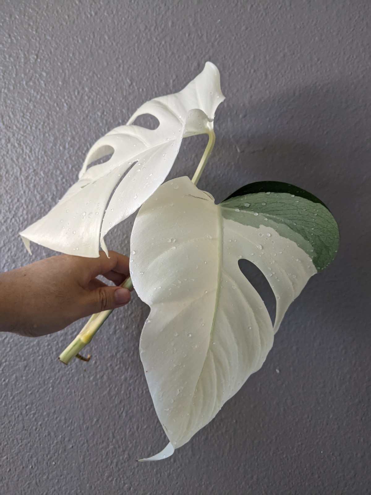Monstera Albo Deliciosa Top Cutting, FULL MOON High Variegation, FREE Shipping
