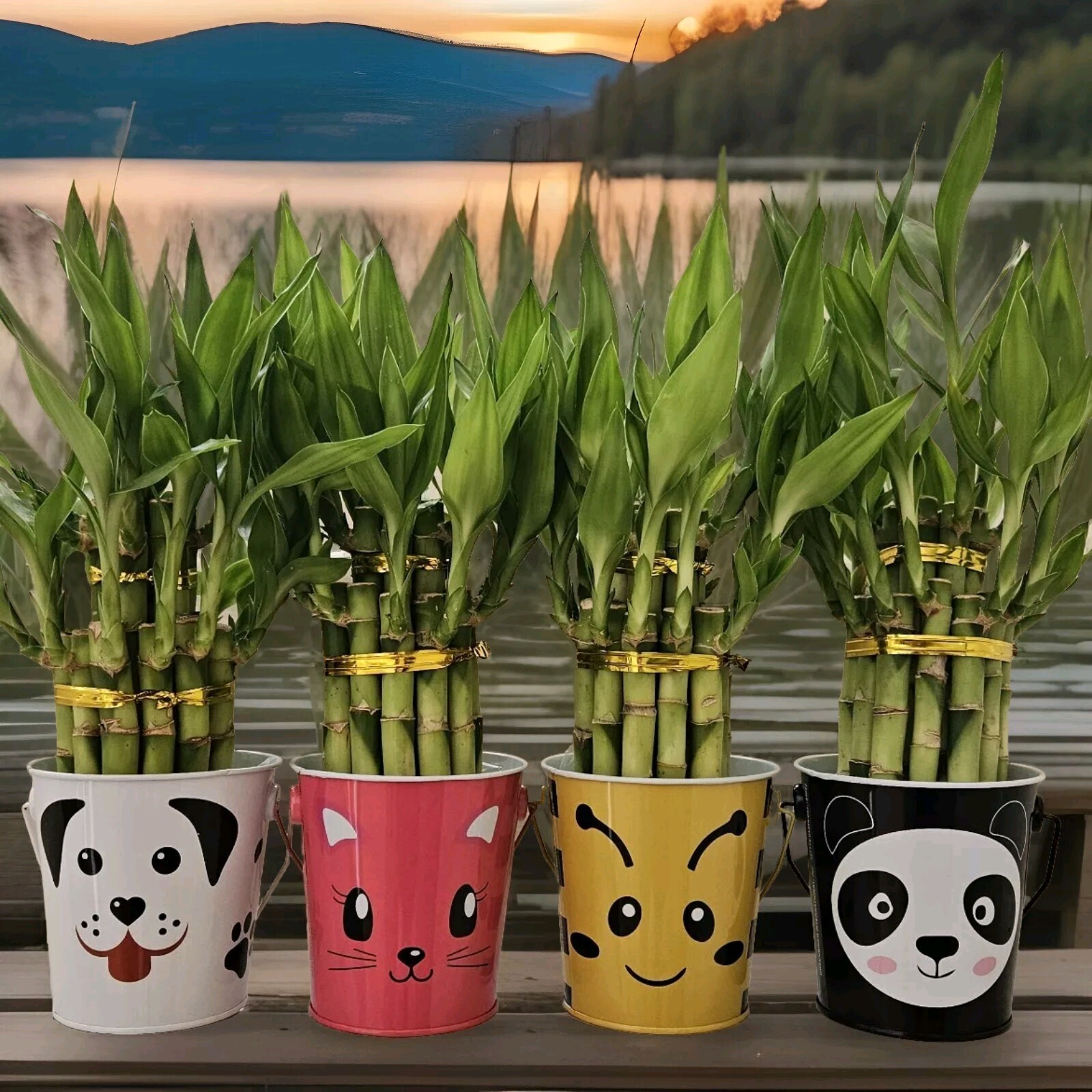 LUCKY BAMBOO In Cute Tin Basket, 2-Tiered, Christmas Gift, 6″ 8″ inches