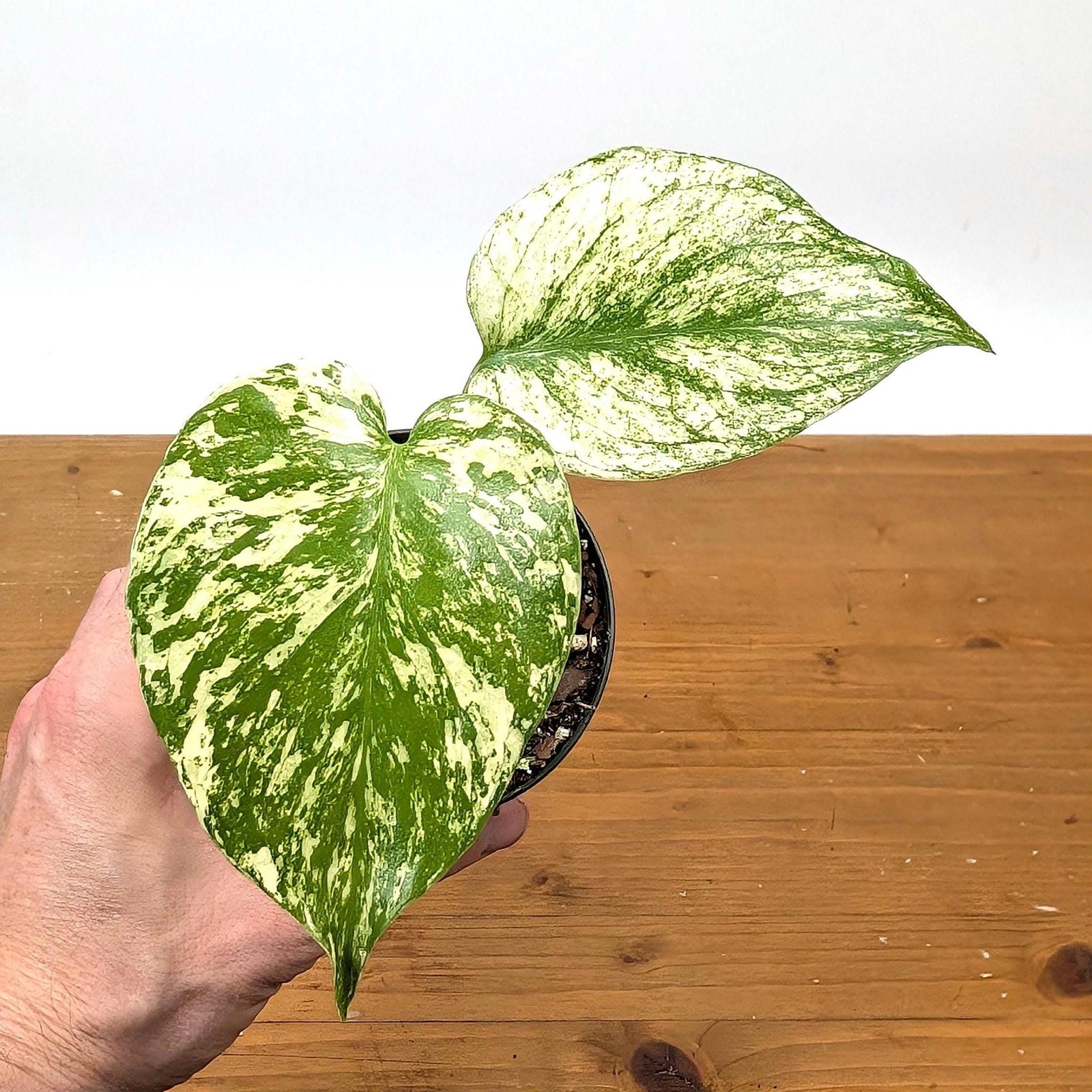 Monstera Mint