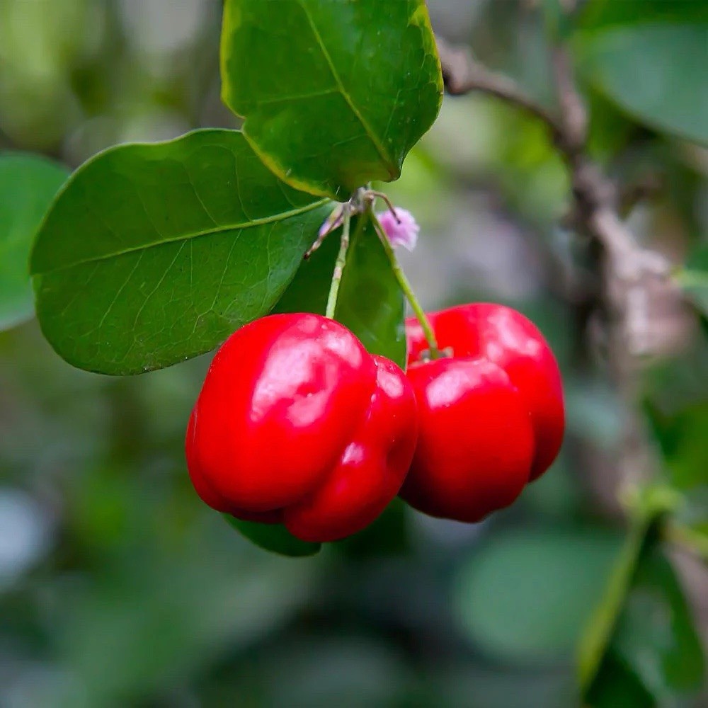 10 Malpighia emarginata Seeds | Acerola Barbados Cherry Tropical Fruit