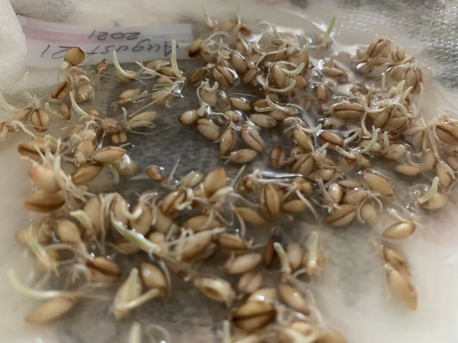 200 Seeds of Barley High Germination Rate, Heirloom Non-GMO Fresh Seeds