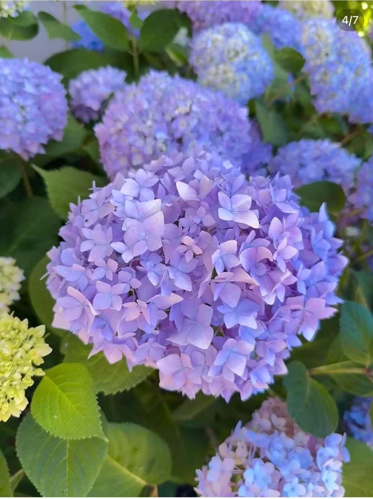 30 Mixed Blue Hydrangea Seeds Giant Snowball Fast Growing Flower