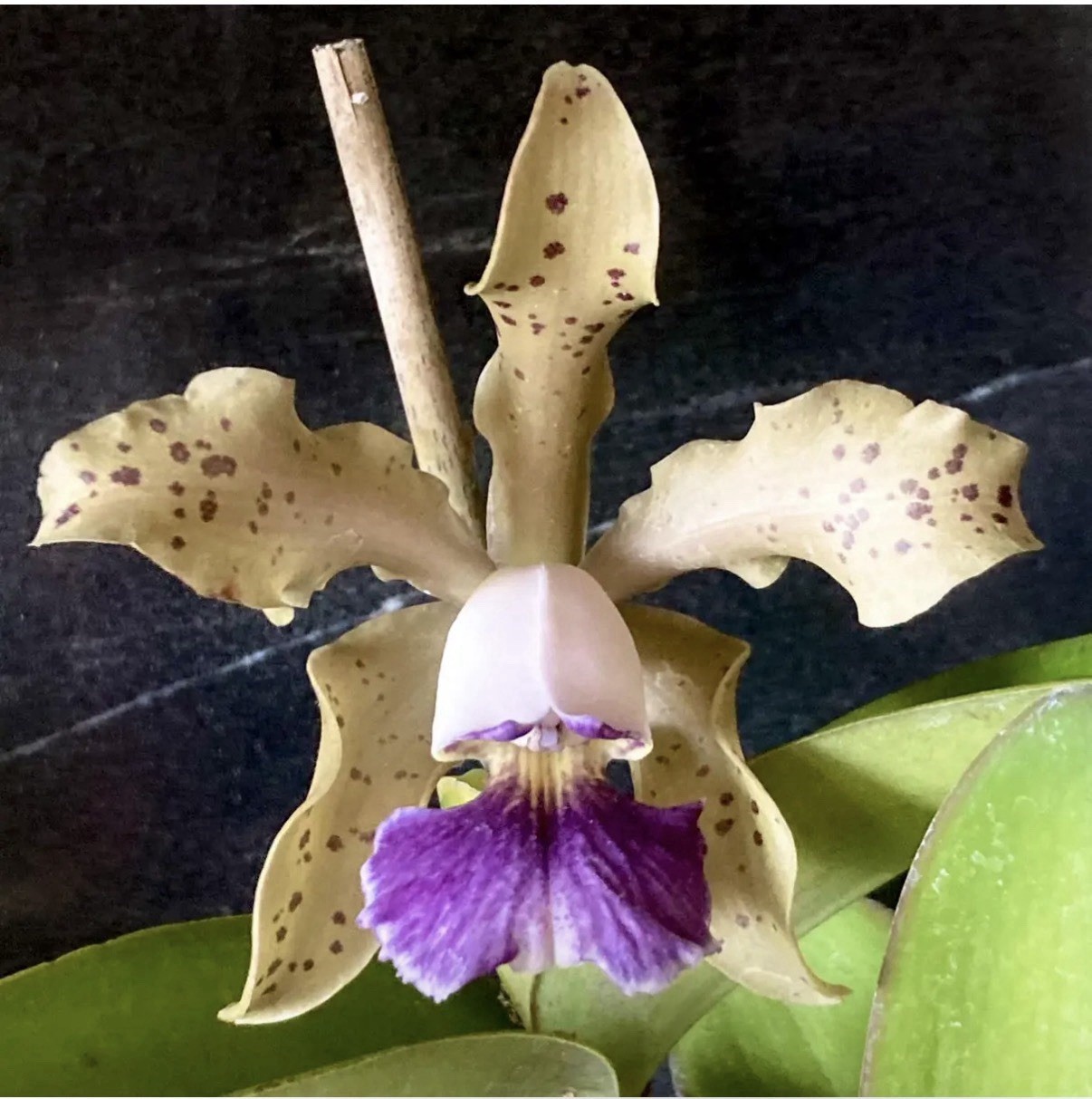 Ctt Caroline Young (C. Mem. Nettie Belk X Ctt Final Blue) Orchid Hybrid 2” Pot