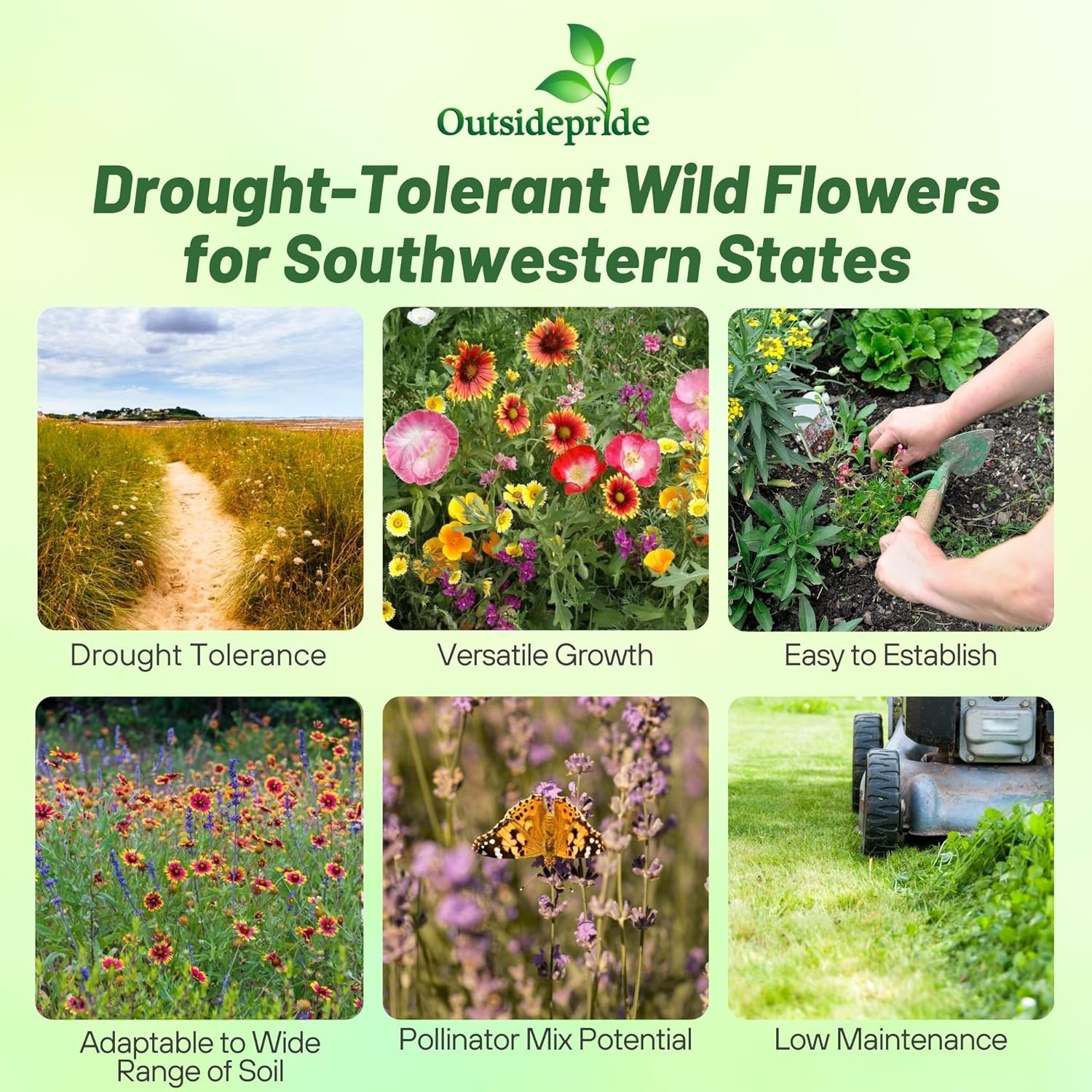 5 LBS California wild flower seed from Outsidepride.