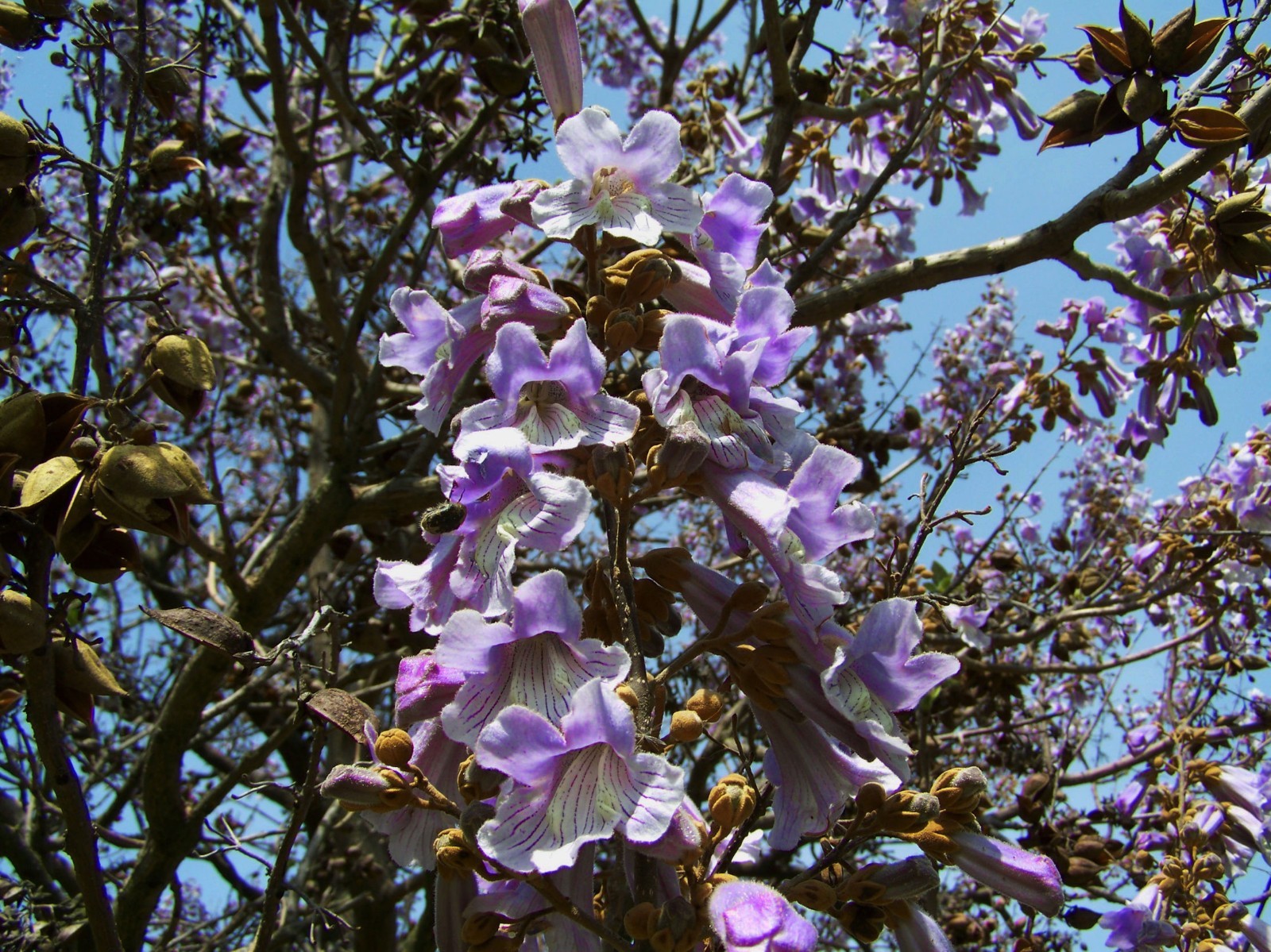 Paulownia tomentosa Empress Tree 40 Seeds A Show of Pale Violet Flower Clusters