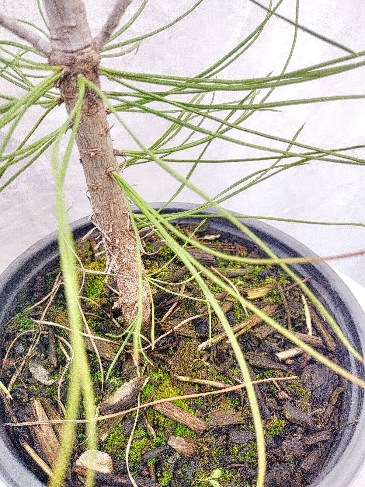 Native Ponderosa Pine Christmas Tree in nursery pot. Pinus.
