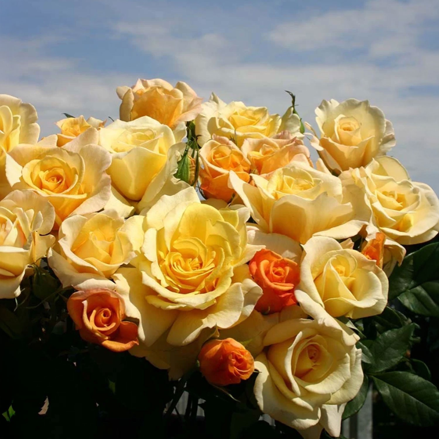Sunny Sky Rose 1.5 Gal Pot, Reblooming Fragrant Yellow Flowers, Own Root
