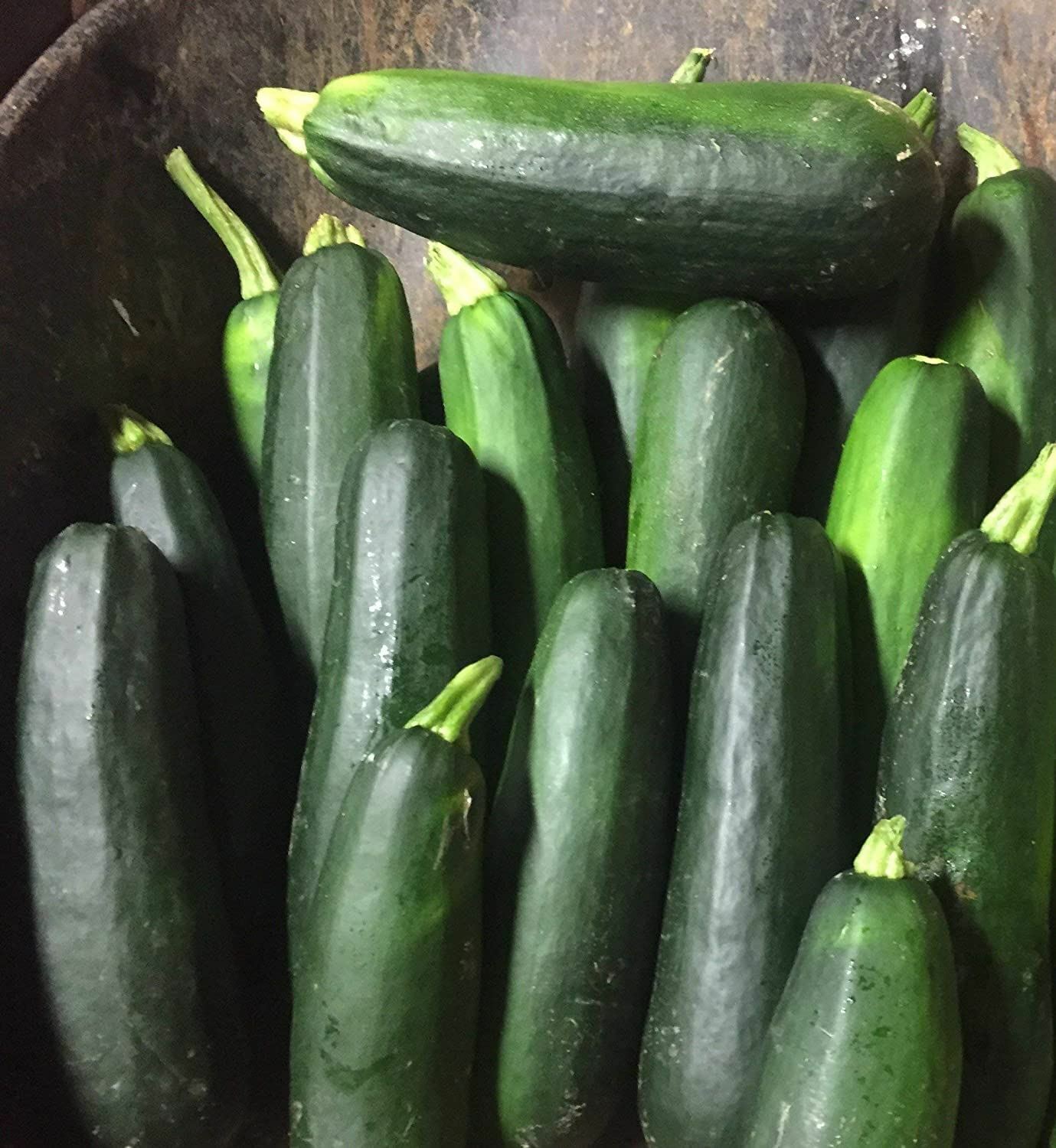 Zucchini Seeds Black Beauty Zucchini Seeds, “COOL BEANS N SPROUTS” Brand.