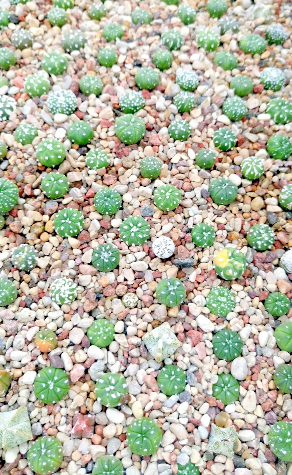 RARE Astrophytum asterias kabuto MIX sand dollar cacti rare cactus seed 20 SEEDS