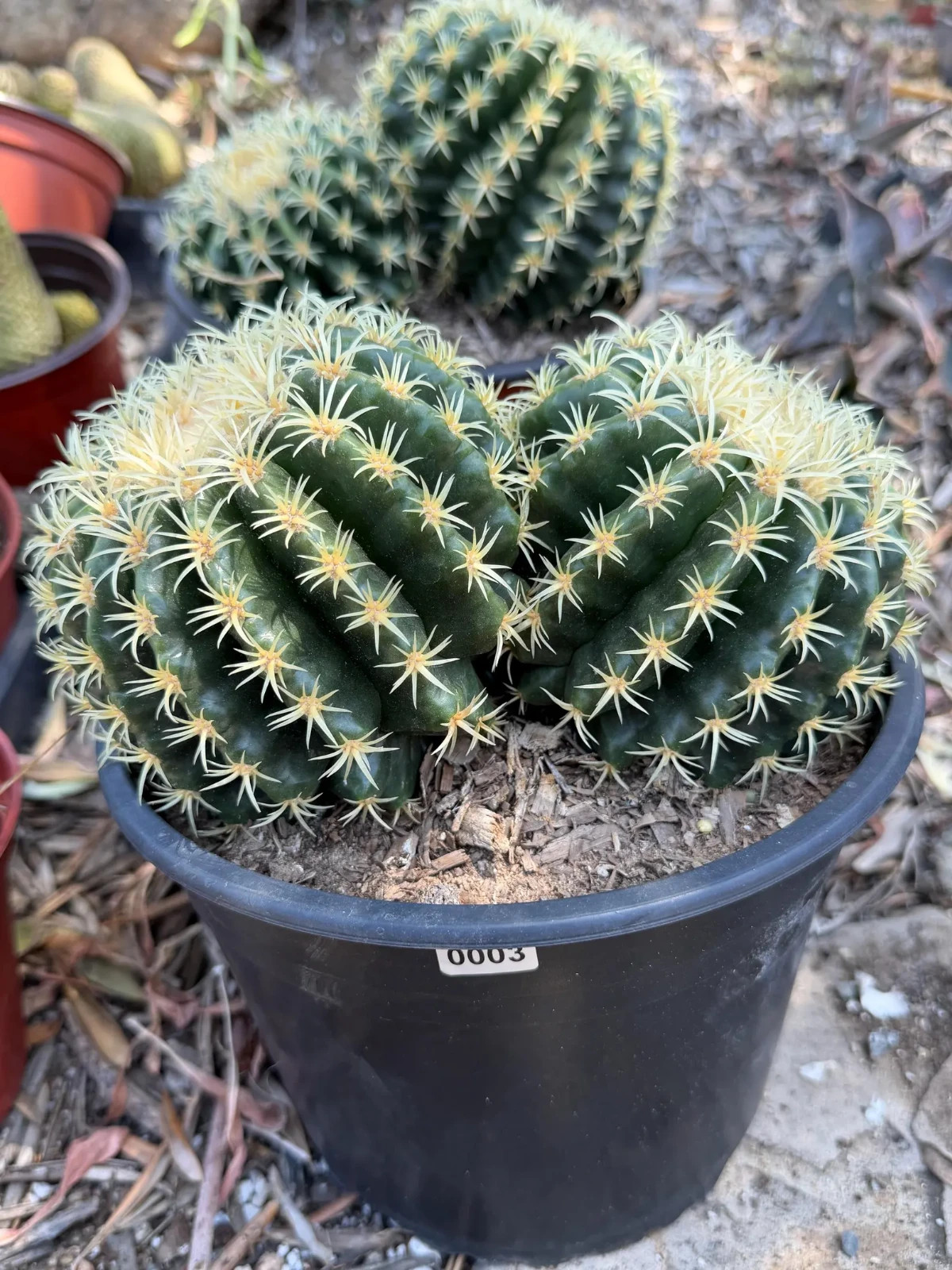 Echinocactus Grusonii Short Spine Double Head Rare Golden Barrel Cactus