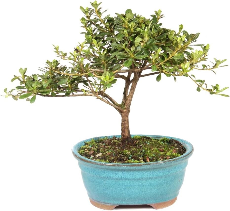 USA Grown Satsuki Azalea Bonsai – Ceramic Pot Included