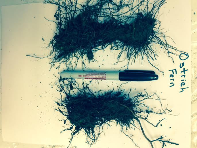 5 TN OSTRICH/GLADE FERN rhizome/root- (Matteuccia struthiopteris)