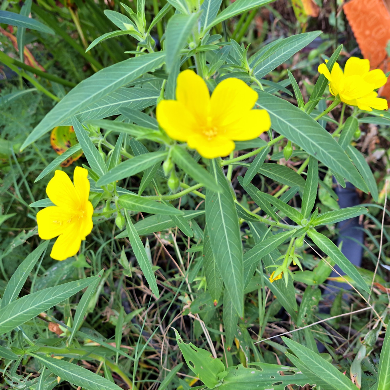 Aquatic plant produce yellow blooms/bog plants/water primrose
