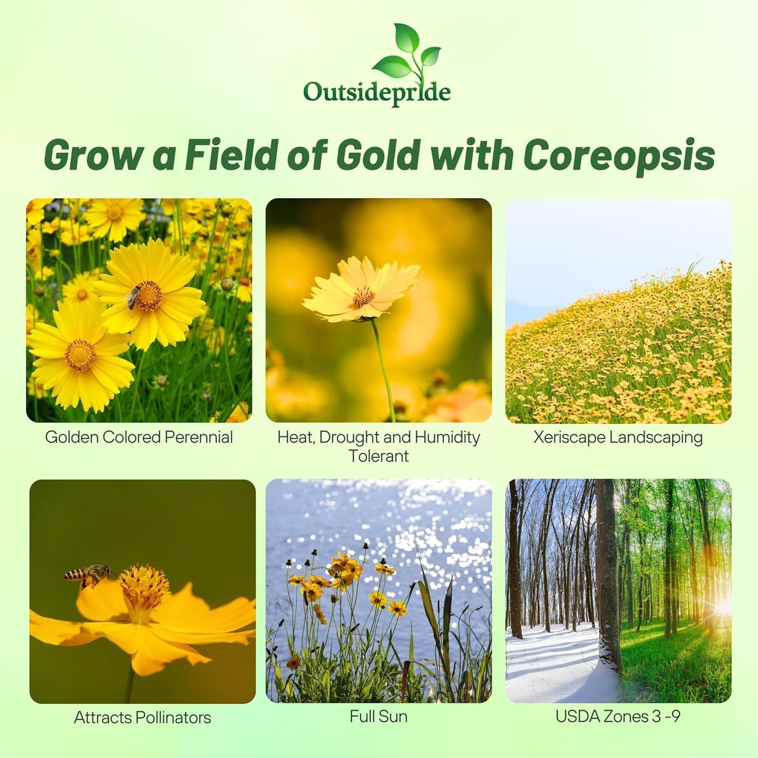 5000 Seeds Yellow Lanceleaf Coreopsis Wild Flower Seed For Planting |