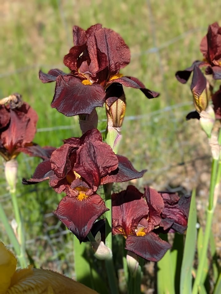 ‘Caliente’ Tall Bearded Iris Rhizome PRE-SALE to Ship Aug/Sept