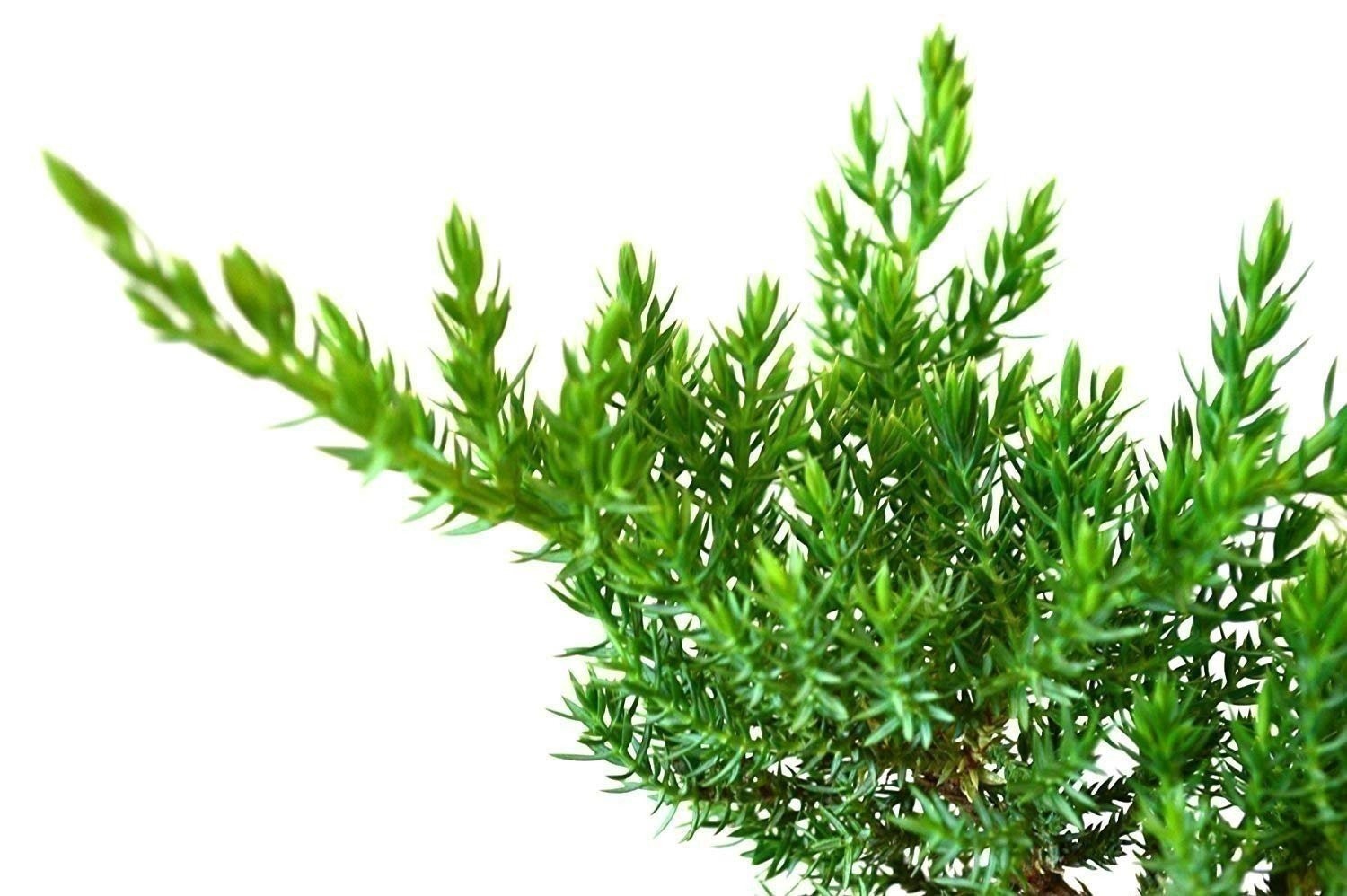 Juniper Procumbens Nana | 2 Inch | Juniperus procumbens | Groundcover Plant