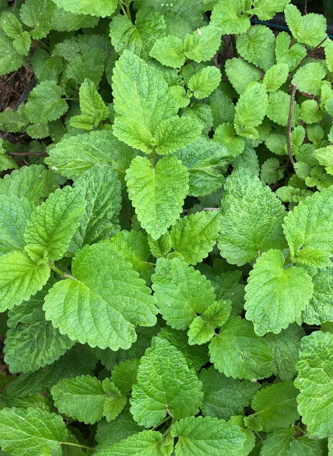15+ Lemon Balm Mosquito live Plants BARE ROOTS Melisa officinalis Medicine teas