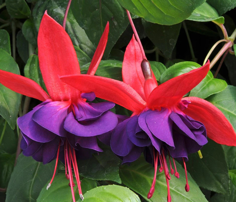Voodoo Fuchsia Plant – 3-6″ Tall – 6″ Pot – Fuchsia hybrid – Double Purple & Red