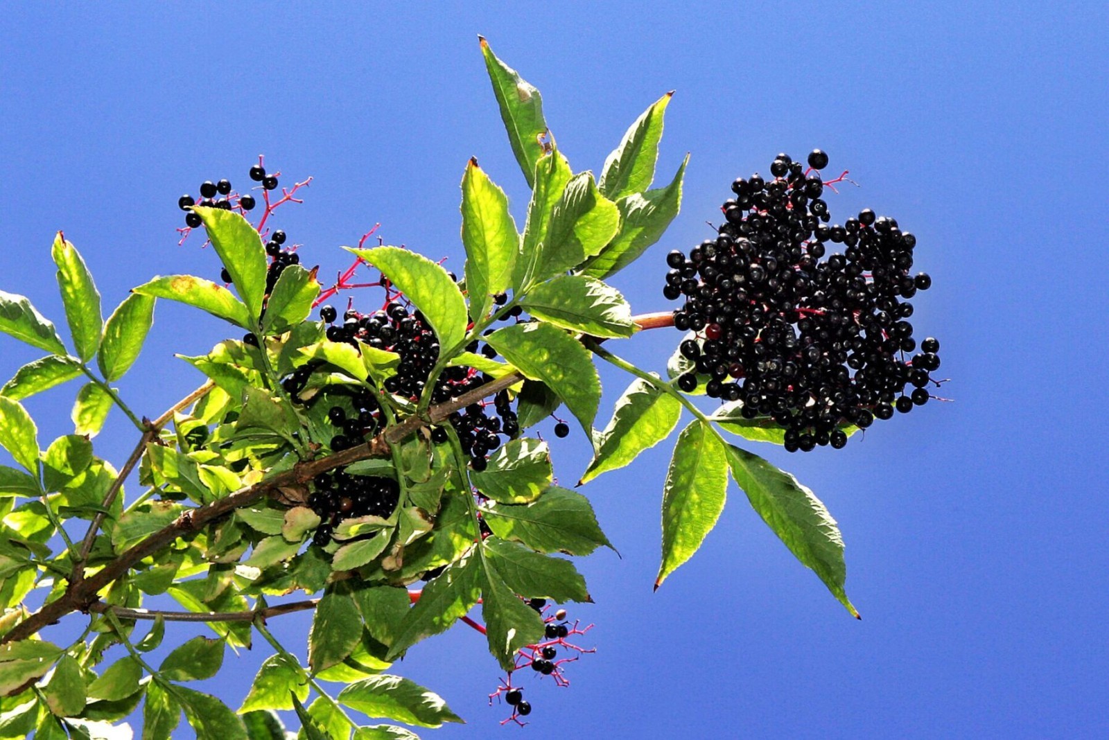 5 American Elderberry Tree 12-24″ Tall Sambucus canadensis Bare Root