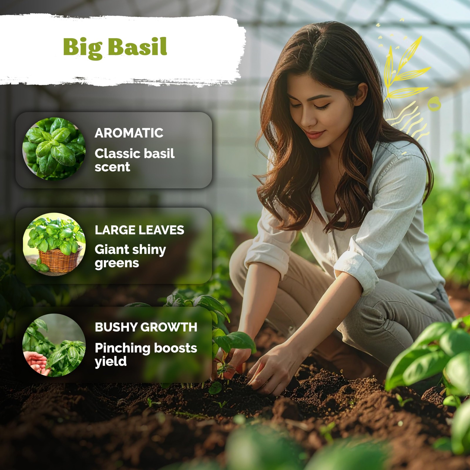 KVITER 2000 Italian Basil Seeds for Planting (Ocimum basilicum)