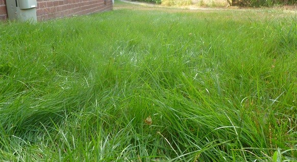 Emerald Zoysia grass seeds – 1/8 lb (56 grams)