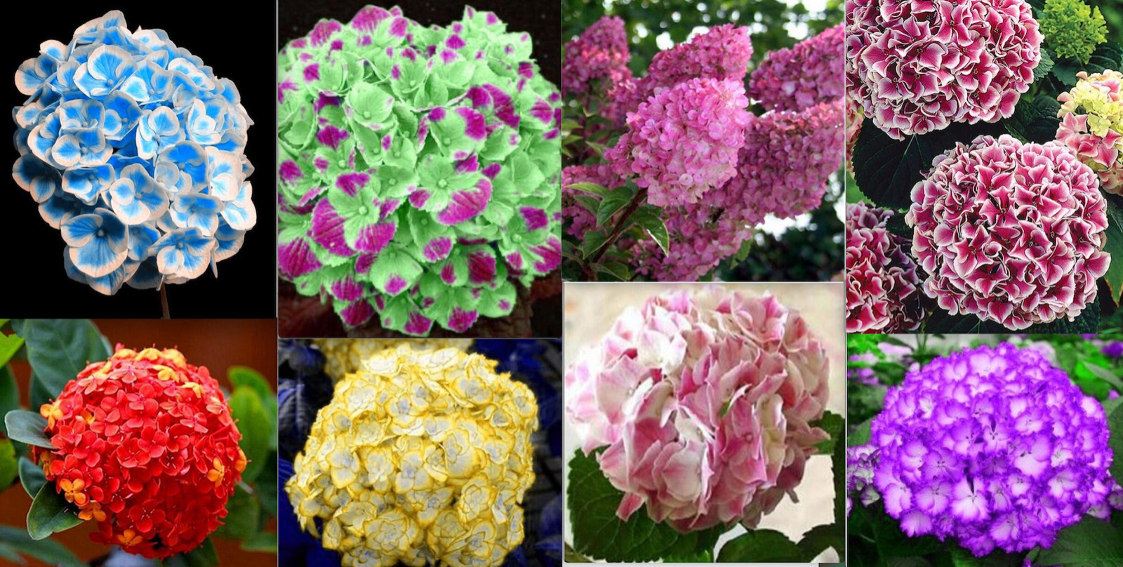 20 EXOTIC RARE HYDRANGEA SEEDS for garden bloom flower bed plant bush USA SELLER