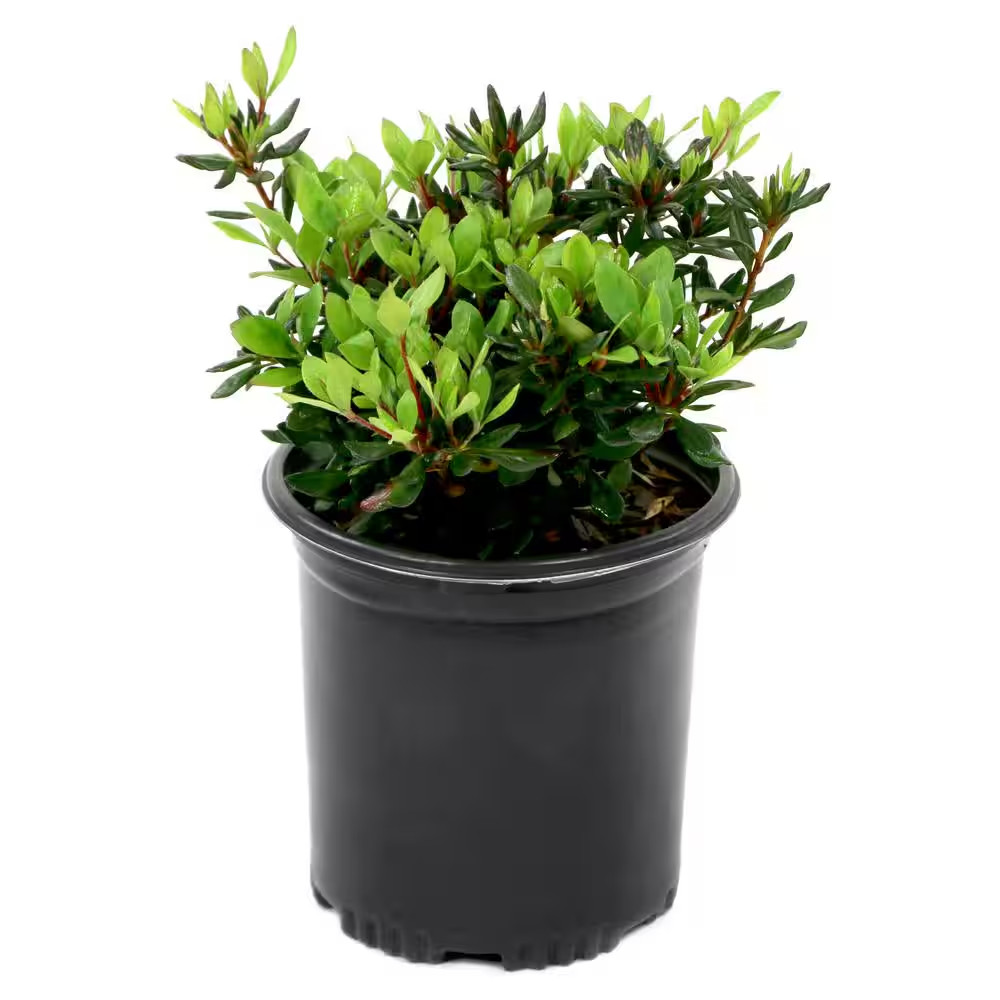 2.5 Qt. Azalea George L. Tabor Flowering Shrub with White and Pink Blooms
