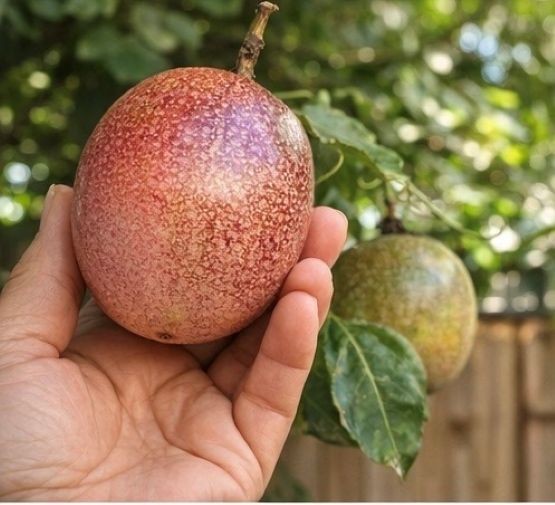 2-Purple Passion Fruit /Passiflora Edulis Live Plants 8″ Tall Had Fully Roots
