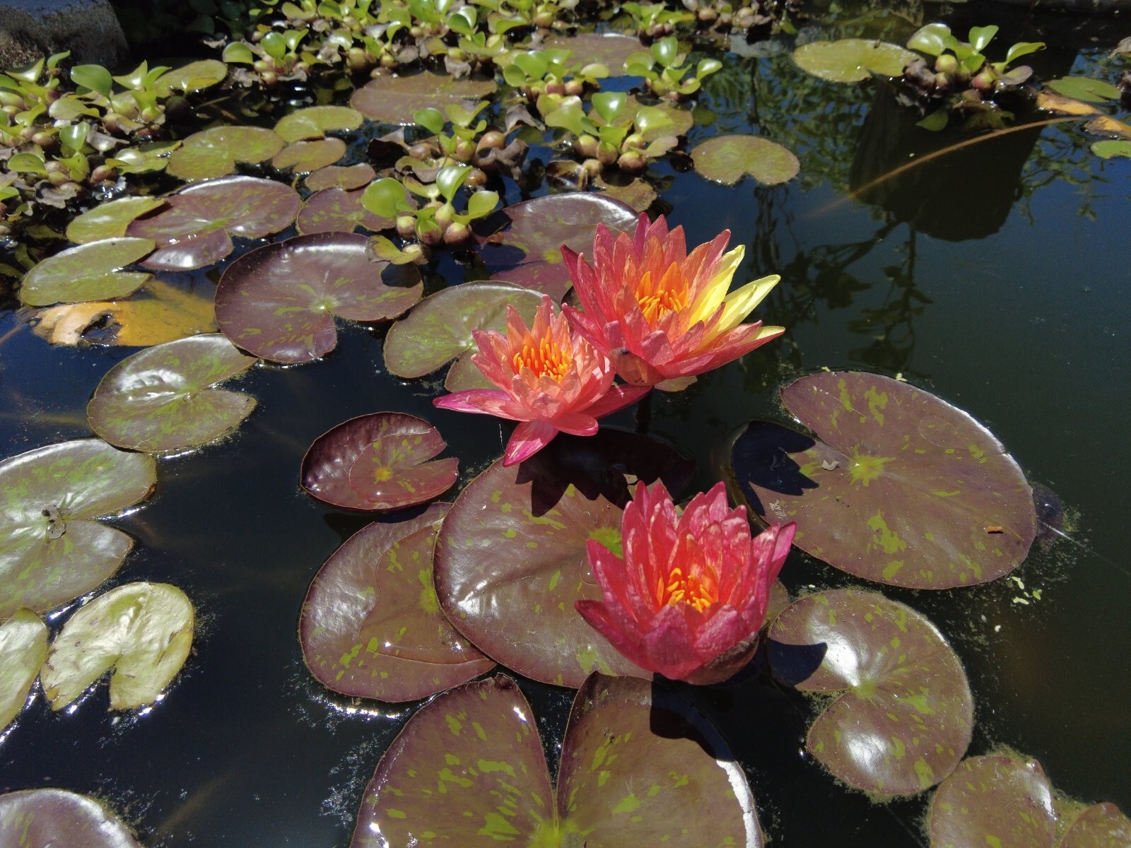 Hardy Pink + Yellow Water Lily – Rare Multicolored Bare Root Aquatic Pond Plant