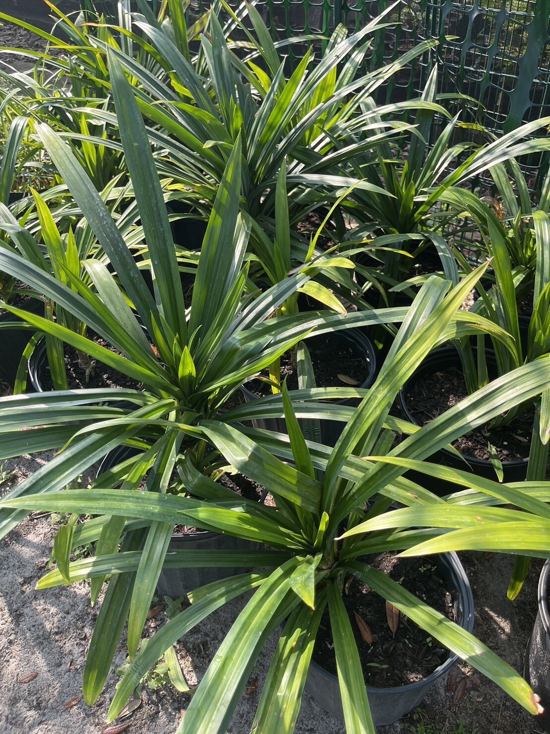 fragrance pandans plants-1-2 ft tall