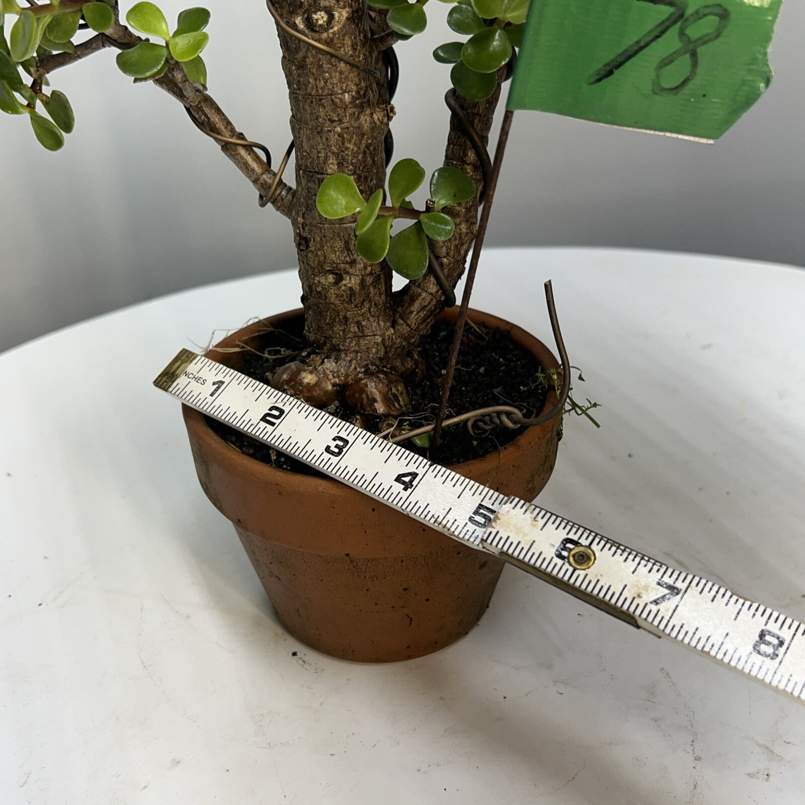 Dwarf, Jade Bonsai 22” Top Bonsai Pot Informal Upright indoors , 3.5”Root Base