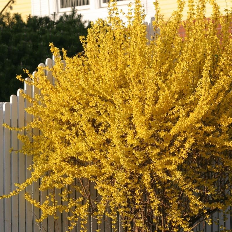 Lynwood Gold Forsythia Bush Live Plants 6-13 Inch Tall, Yellow in Pot