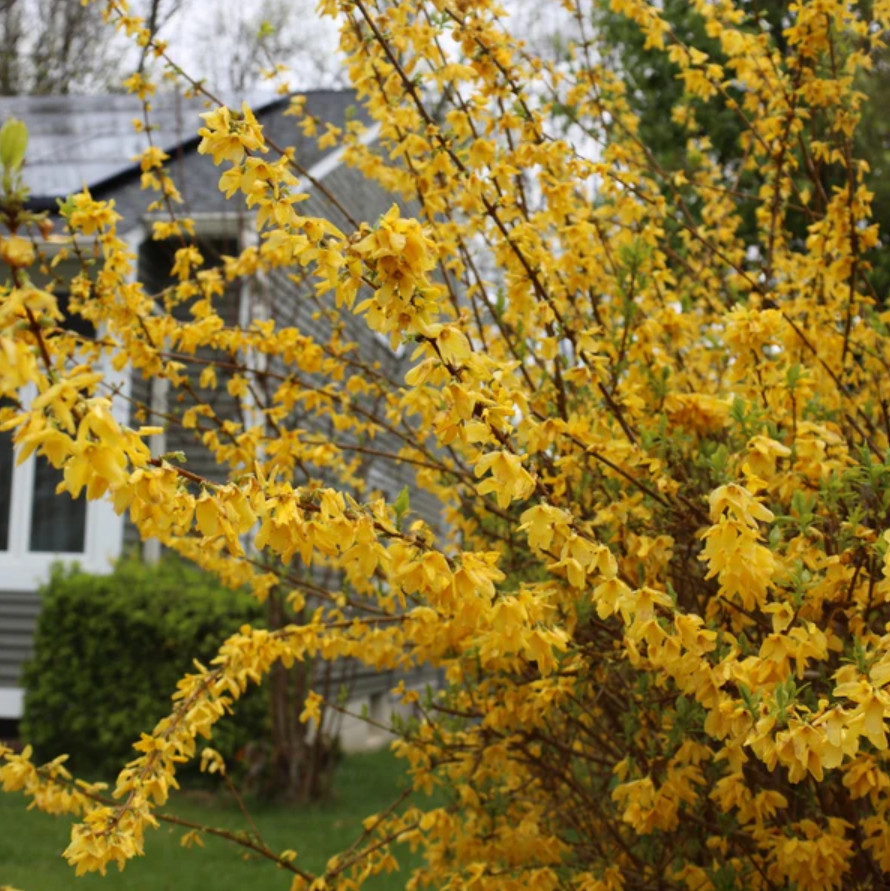 Live Lynwood Gold Forsythia Plant – 2.5” Pot – Early Spring Yellow Flower Shrub