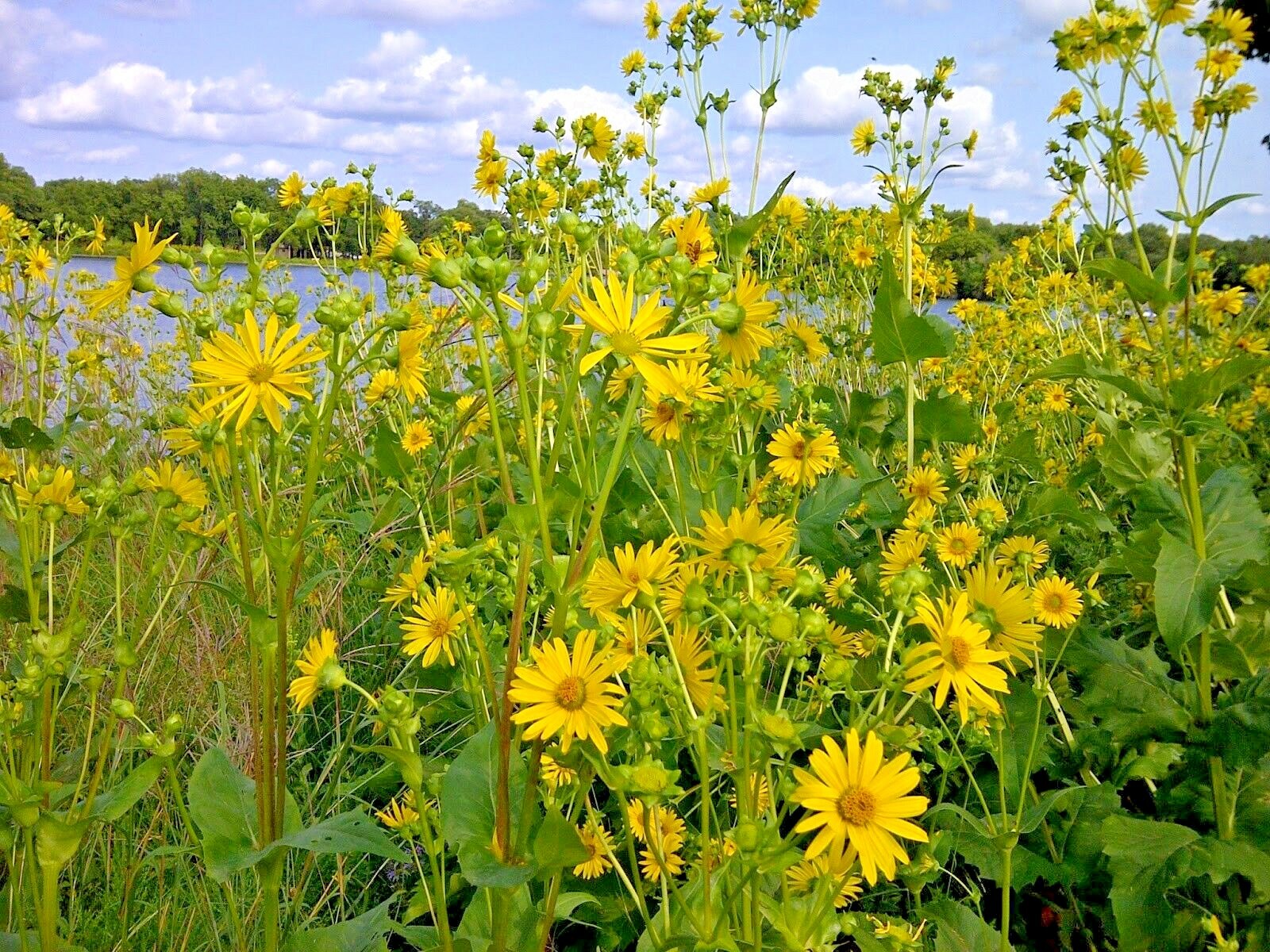 101+MAXIMILIAN Prairie SUNFLOWER Seeds Native Wildflower Heat Cold Drought Fence